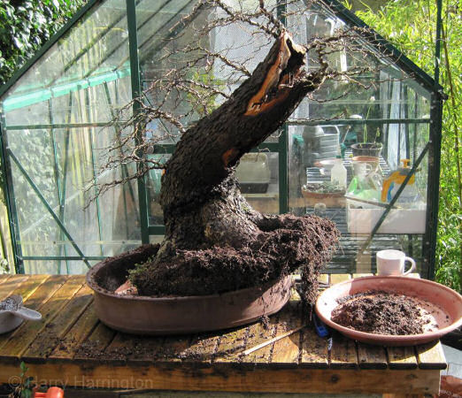 Trim bonsai to FL when tree, Winter Park